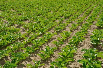 Beet field in Normandy