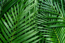 Palm Leaves, Greenery Background