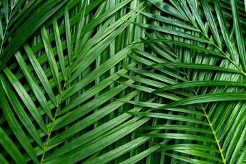 Obraz na płótnie dżungla ogród wzór tropikalny drzewa