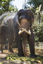 An Elephant Is Cleaned For A Festival