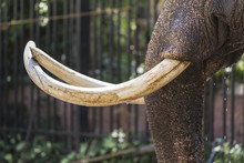 Closeup Of Elephant Tusk