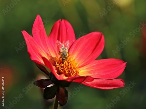 Zdjęcie XXL Czerwony niewypełniony dalia kwitnie z pszczołą
