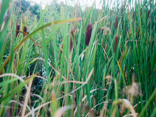 Wetland Grasses