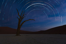 Dead Camelthorn Trees Against Blue Night Sky In Deadvlei, Sossusvlei. Namib-Naukluft National Park, Namibia, Afrika.