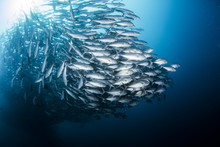A School Of Jack Fishes On The Move