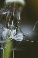 Many Dandelion Seeds Hanging From The Plant