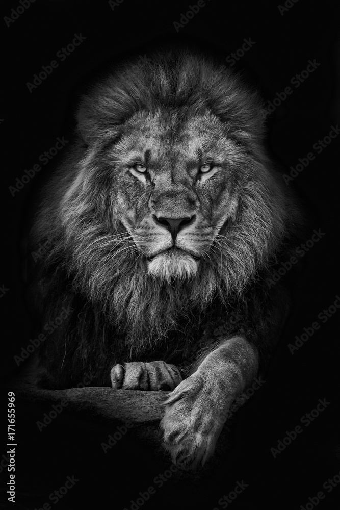King Lion - obrazy, fototapety, plakaty 