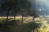 Fototapeta Krajobraz - Leśny wschód słońca