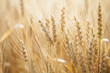 © Mental Art + Design/Stocksy - Wheat field