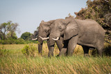 Fototapeta Sawanna - Elephants, Okavango Delta, Botswana
