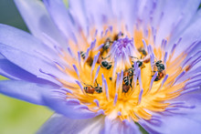 Lotus Flower With Bees