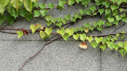 Wall Mural - Wall of ivy green plants