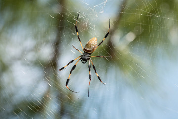 Floridian Arachnid