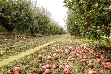 Wall Mural - Apple orchard. Rows of trees and the fruit of the ground under t