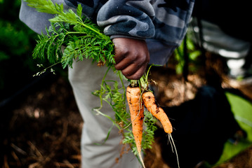 Urban School Garden