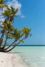     Tropical Beach, Lagoon, In French Polynesia, With Coconut Tree On The White Sand Beach 
