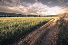 Road In The Field