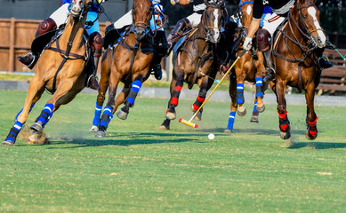 Wall Mural - Horses and Polo player