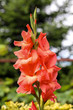 Head of  gladiolus flower in summer garden