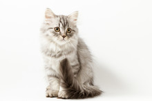Scottish Straight Silver Tabby Spotted Long Hair Kitten Sitting On White Background 