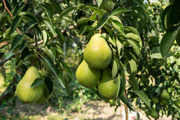 Ripe green yellow pears on the branch before harvesting, autumn time