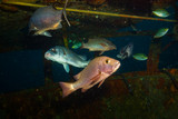 Fototapeta Do akwarium - Fish on a reef