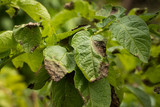 Fototapeta  - Leaves Plant Of Potato Stricken Phytophthora (Phytophthora Infestans) In Vegetable Garden Close Up.