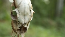 An Animal Skull Hanging In The Air With Liquid Dripping On It