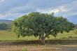 tree fig in Catalonia (Girona)