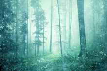Magic Fairytale Season Foggy Tree Forest Landscape.