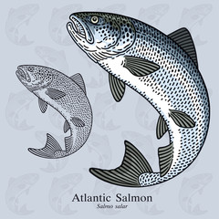 Wall Mural - Atlantic Salmon. Vector illustration for artwork in small sizes. Suitable for graphic and packaging design, educational examples, web, etc.