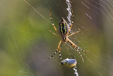 Fototapeta Tulipany - Macro photo of spider hunted his prey