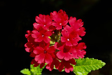 Royal Red Verbena
