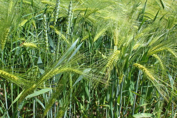 field of barley with barley ears