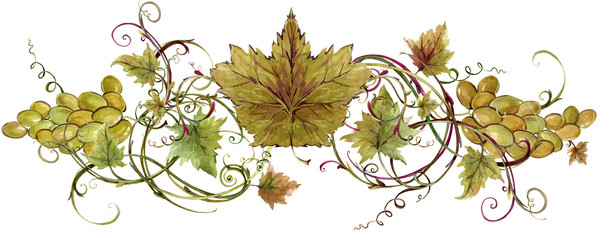 grapes and vine border illustration. watercolor  vineyard background.