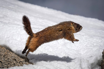 flying marmot - colorado