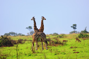 Wall Mural - two giraffes, uganda