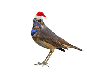 Brown bird wearing Santa Claus red hat on coming Christmas season greeting, Merry Christmas