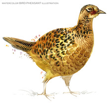 Bird Pheasant. Watercolor Illustration