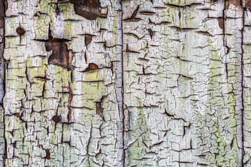 Wall Mural - Rustic wood texture with natural patterns surface as background