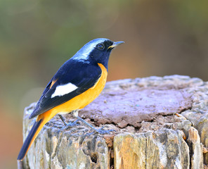 Daurian Redstart (Auroreus Phoenicurus) beautiful orange belly bird, black wings and silver head perching on the wooden pole over far blur background, fascinated creature