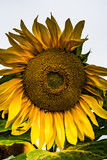 Fototapeta  - sunflower