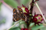 Fototapeta  - butterfly