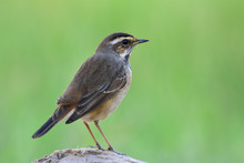 Bluethroat (Luscinia Svecica)  Less Blue Color On Its Throat Perching On Rock Showing Its Back Feathers Over Fine Green Blur Background 