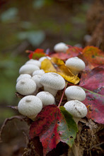 Gem Studded Puffball Mushrooms, Virginia