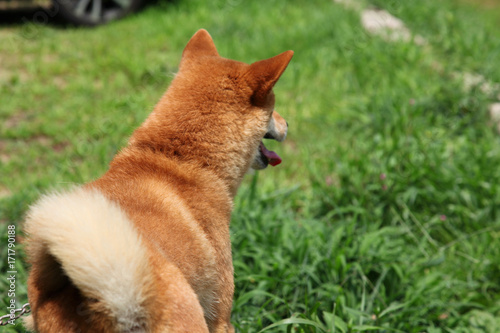 遠くを見る犬の後ろ姿 Stock Photo Adobe Stock 遠くを見る犬の後ろ姿 Stock Photo Adobe Stock