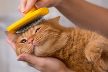 Woman Combing Her Redhead Cat	