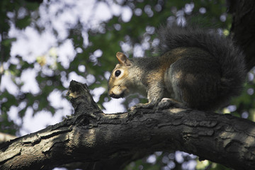 Squirrel