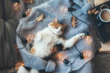 Fototapeta Koty - Lazy cat sleeping on woolen sweater