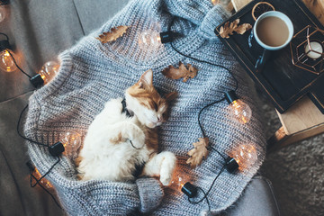 Poster - Lazy cat sleeping on woolen sweater